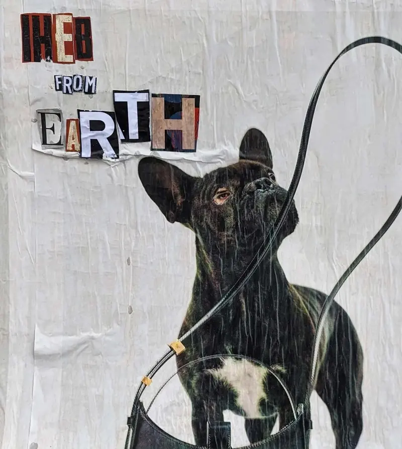 IHEBFROMEARTH collage of a French bulldog on a street poster. Photo by Iheb Fehri